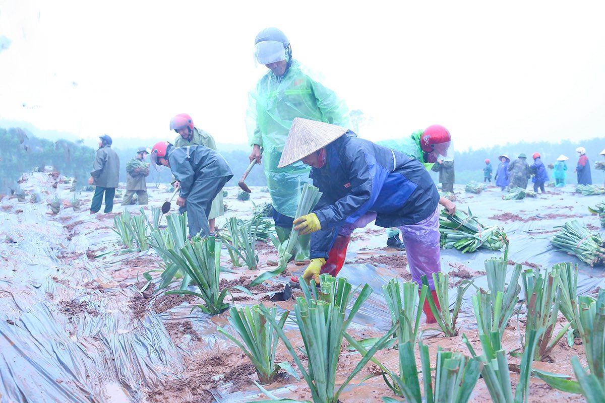 CẨM HƯNG: LỄ RA QUÂN MÔ HÌNH TRỒNG DỨA VÀ HỘI NGHỊ NÔNG NGHIỆP 2025: NỀN TẢNG CHO ĐỘT PHÁ NĂM 2026