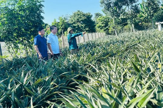 Cẩm Hưng: Hiệu quả bước đầu, tạo động lực mở rộng vùng dứa